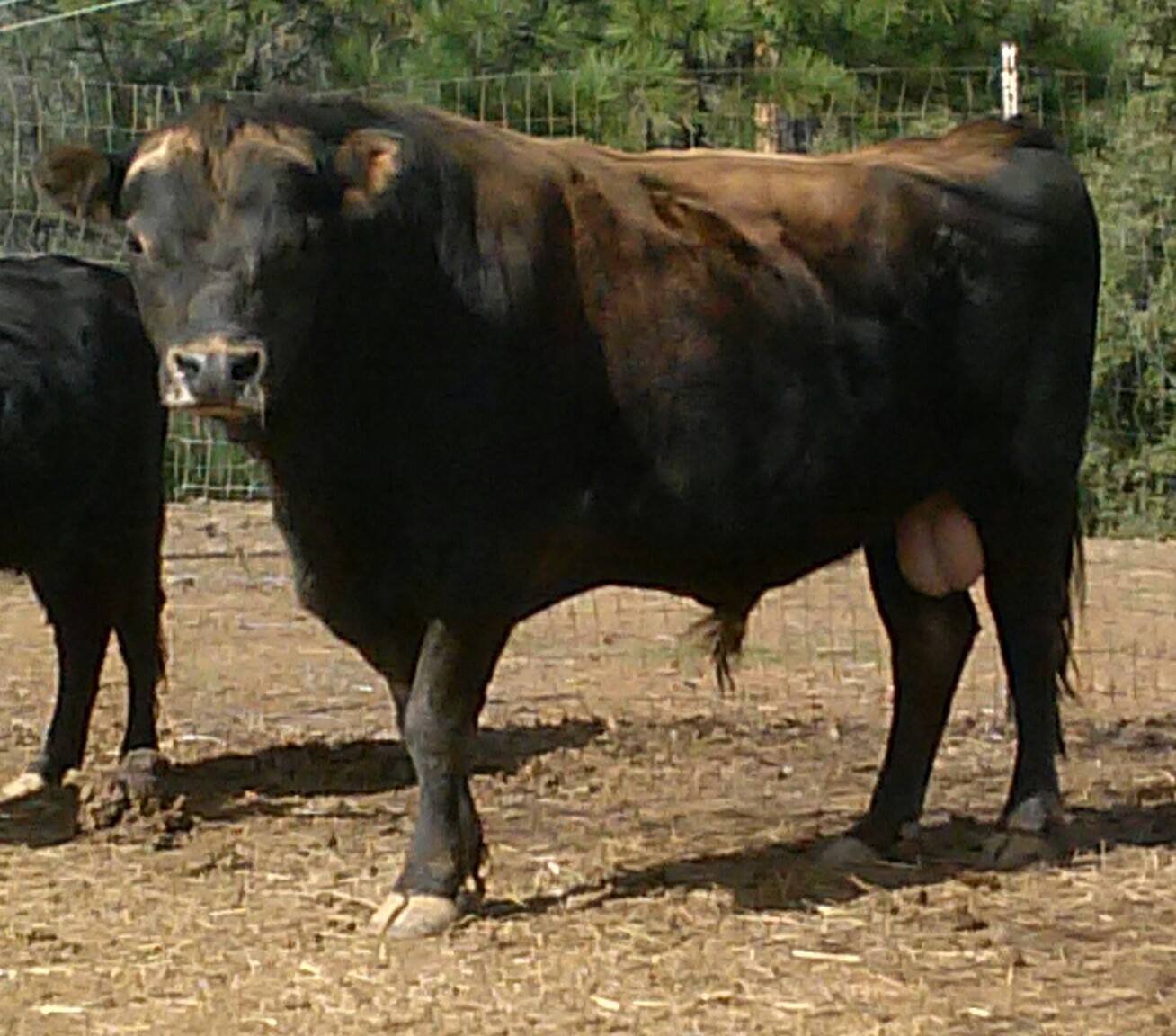 Bull Rental